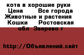 кота в хорошие руки › Цена ­ 0 - Все города Животные и растения » Кошки   . Ростовская обл.,Зверево г.